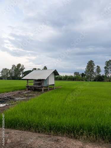 Rustic Hut in Lush Green Rice Paddy Field.