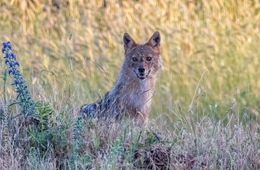 Obraz premium Golden Jackal in a natural habitat