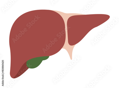 Liver Anatomy Icons Pack – Healthy to Diseased Stages, Fatty and Cirrhosis Vector Art