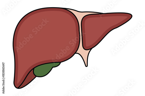 Human Liver Vector Set – Flat Icons, Anatomical Silhouettes and Medical Vector Illustration .