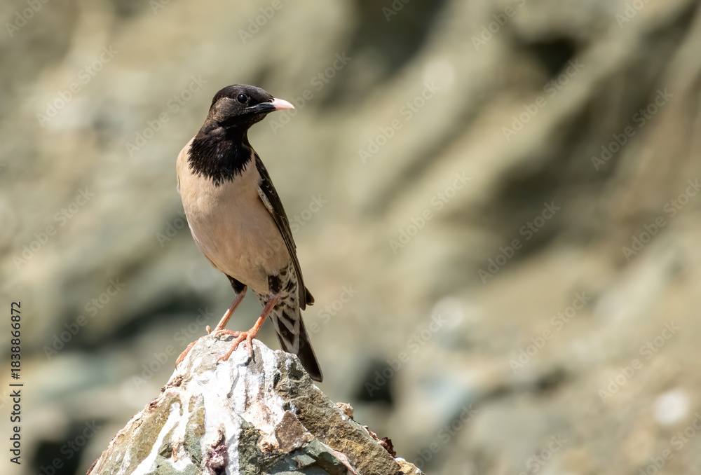 Obraz premium Rosy starling (pastor roseus) perched on a rock