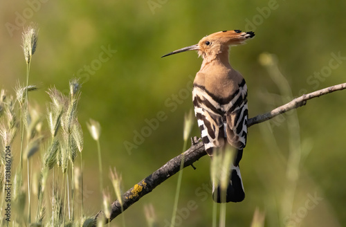 Hoopoe sitting on dirty road in early morning