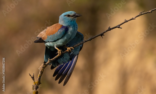 European roller (Coracias garrulus) sitting on a branch