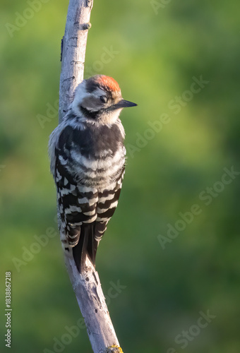 Lesser spotted Woodpecker (Dryobates minor) in a natural habitat