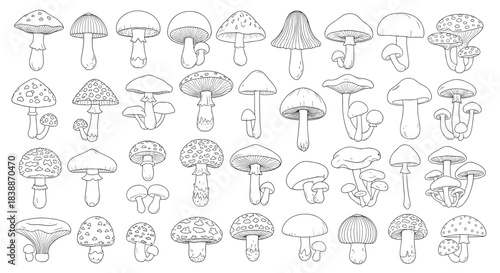 Collection of hand-drawn mushroom outlines, featuring a wide variety of fungi species and clusters in a black and white sketch style.