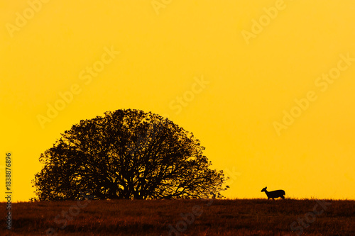 A Hog Deer walks on the grassland at dusk.
