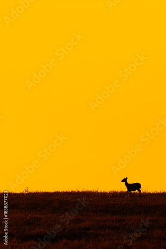 A Hog Deer walks on the grassland at dusk.