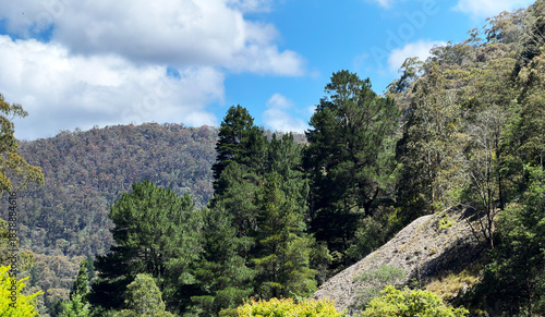 Pine trees and view of Australian mountains