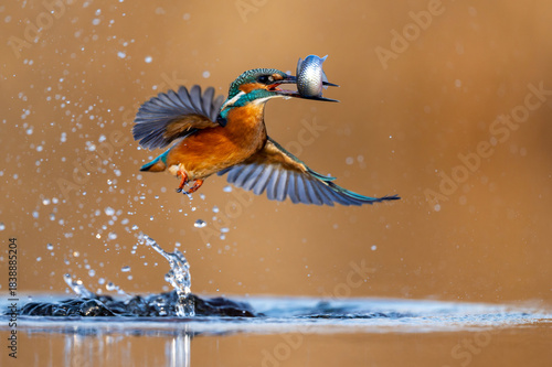 European Kingfisher ( Alcedo atthis ) close up