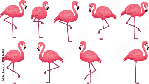 Ten Pink Flamingos Standing in Two Rows on White Background Keywords: flamingo, flamingos, pink, bird, birds, tropical, exotic