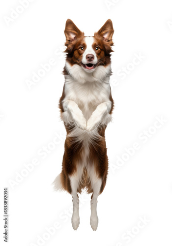A dynamic, hyper-detailed russet and white border collie dog suspended in mid-air during a powerful jump, full body shot on a high-key white studio background. concept of peak canine athleticism