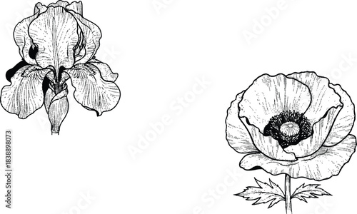 hand drawn flower  artwork featuring iris and poppy flowers, highlighting elements like contrast, effect, minimalism, and symbolism. The iris, characterized by ruffled petals