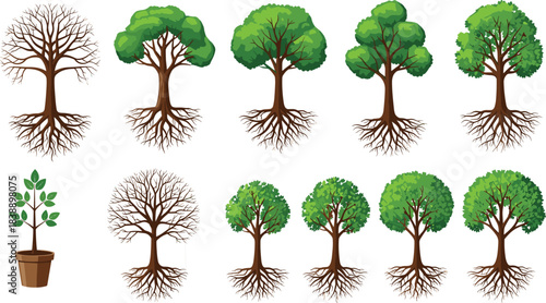 Collection of detailed tree growth stages with roots, foliage variations, and potted seedling illustration for botanical education, landscaping, ecology, and environmental design