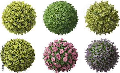 Top view collection of decorative green shrubs and colorful flowering bushes for landscape design, garden planning, botanical illustration, and nature vector art