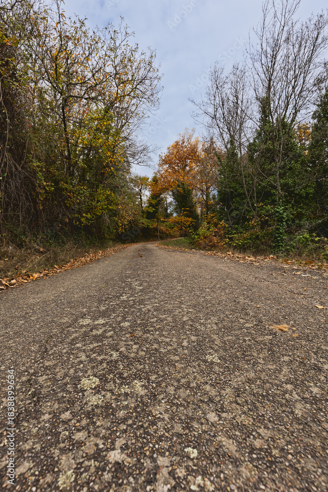 Fototapeta premium Autumn Country Road with Low Perspective and Colorful Trees