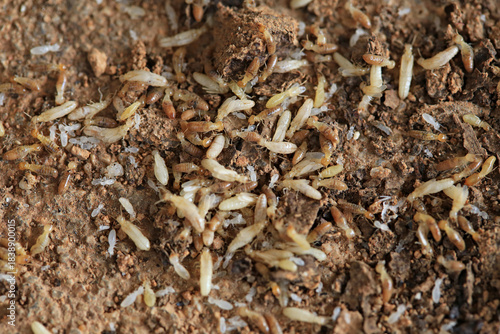 Termites and larvae are eating the wood. cause damage, Macro asia termites that are eating wood and laying eggs to breed