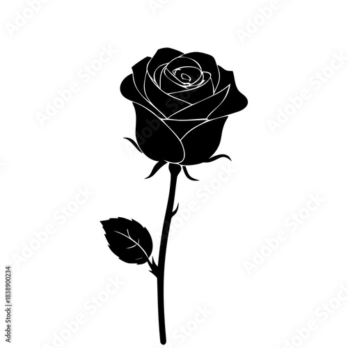 Single red rose flower blossom isolated on a white background conveying love and romance