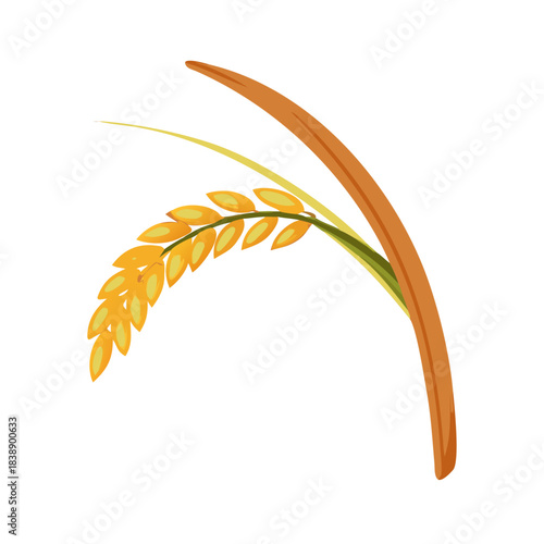 Isolated vector design of ripe golden wheat ears, cereal grain plants for agriculture and food harvest illustration