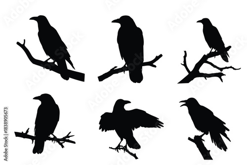 Collection of  Crow Silhouettes on Tree Branches