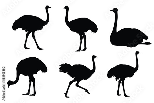 Collection of Ostrich Silhouettes in Various Poses Vector Set