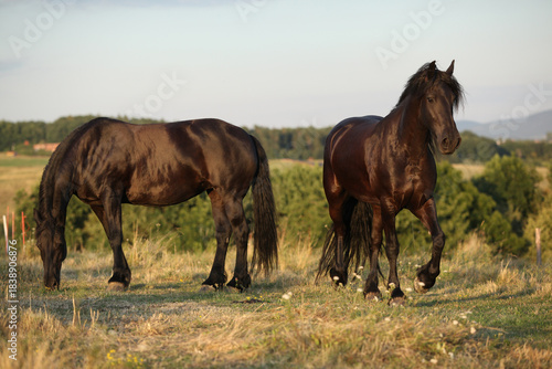 Friesian horse moving in sunset