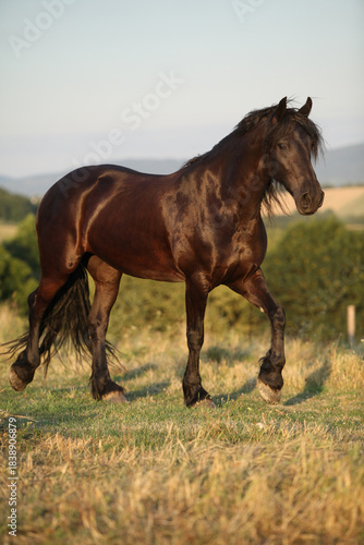 Friesian horse moving in sunset