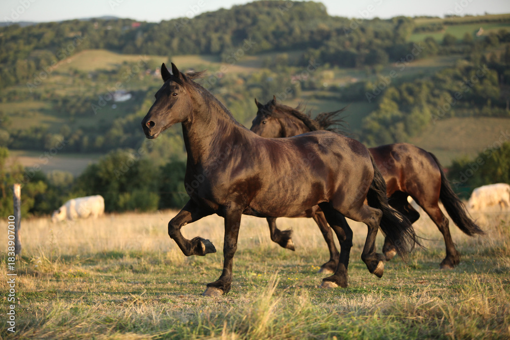 Fototapeta premium Friesian horse moving in sunset