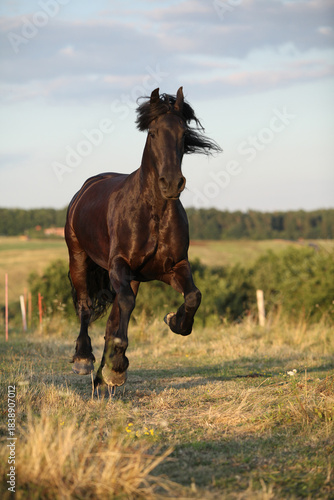Friesian horse moving in sunset