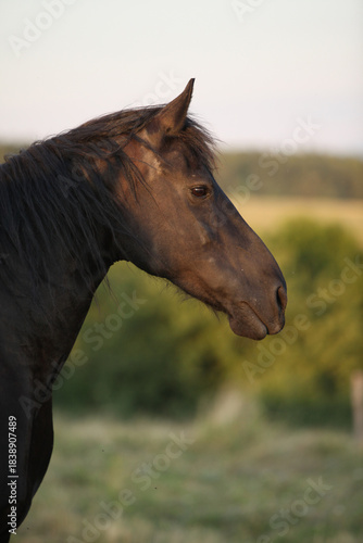Friesian horse moving in sunset