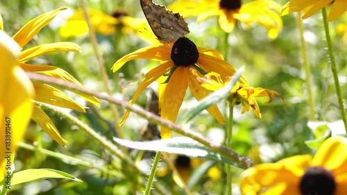 Beautiful creatures in nature
자연 속의 아름다운 생물들
