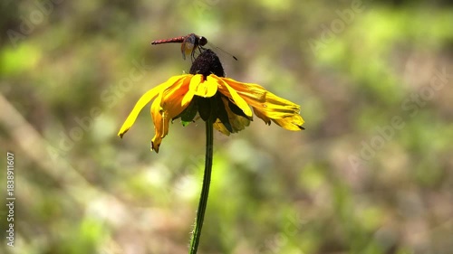 Beautiful creatures in nature
자연 속의 아름다운 생물들