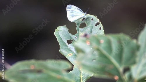 Beautiful creatures in nature
자연 속의 아름다운 생물들