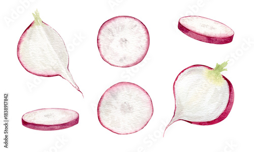 Fresh pink radish, part roots and slices pulp food set. Hand drawn watercolor botanical collection illustrations of garden vegetable beet. Summer clipart for packaging design, menu, kitchen textile