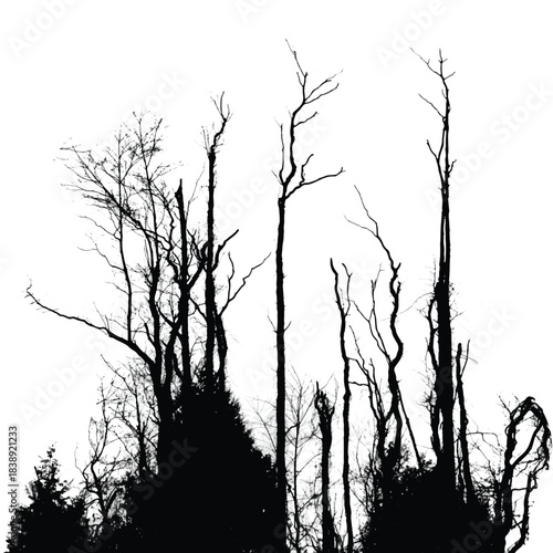 Silhouettes of bare trees with branches isolated on white. Black and white vector illustration
