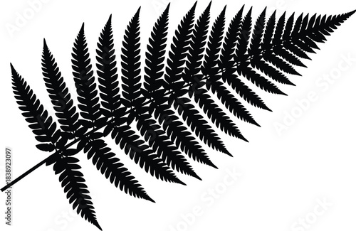 Silhouette of a fern frond spreading delicate leaves