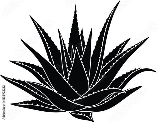 Silhouette of an aloe vera plant growing with spiky leaves