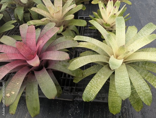 Colorful bromeliad Vriesea shaped like a rosette 