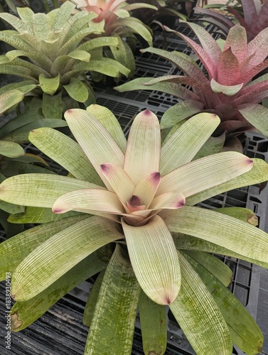 Colorful bromeliad Vriesea shaped like a rosette 