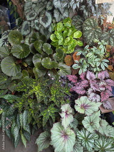 Multicolored different variety of begonia leaves
