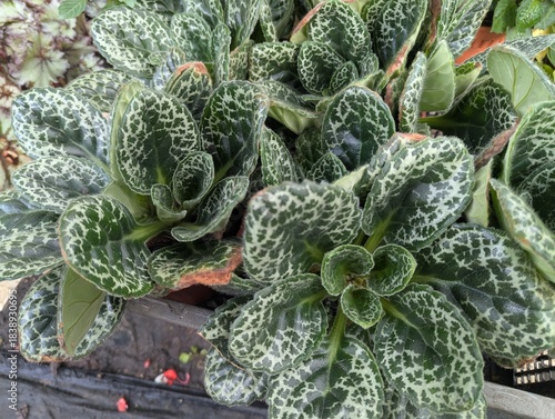 Fuzzy, dark green leaves with silvery veins that resemble a turtle's shell of Primulina dryas 'Pretty Turtle'