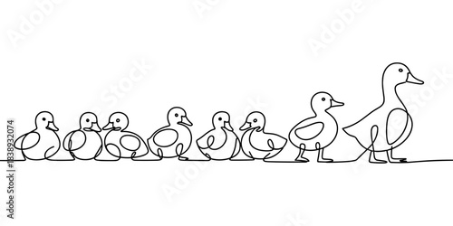 a mother duck walking with ducklings in a row, symbolizing parenting, guidance, nature, and wildlife behavior.