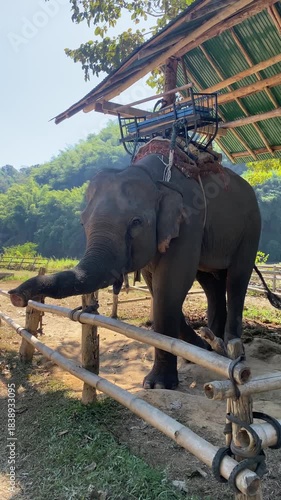 Happiness Asian elephant (Elephas maximus) begging for food in wildlife conservation area in Chiang Rai province of Thailand.