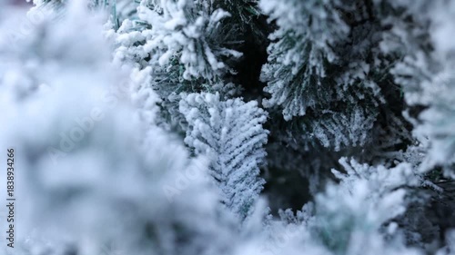 Snow covered pine tree, Winter time, Christmas,