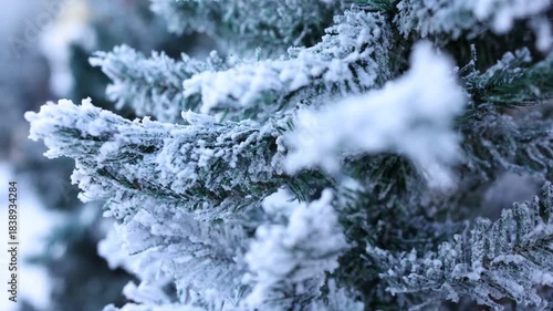 Snow covered pine tree, Winter time, Christmas,