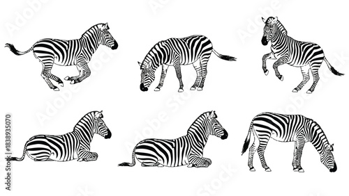 A detailed collection of six individual, hand-drawn vector illustrations of a zebra in various natural and dynamic poses, including running, grazing, standing, and resting (lying down). Rendered in a 