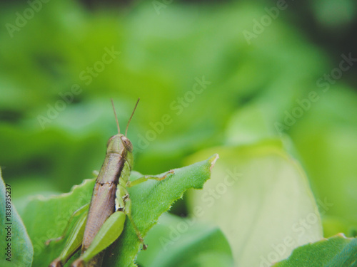 A small brown grasshopper rests on a vibrant green leaf.