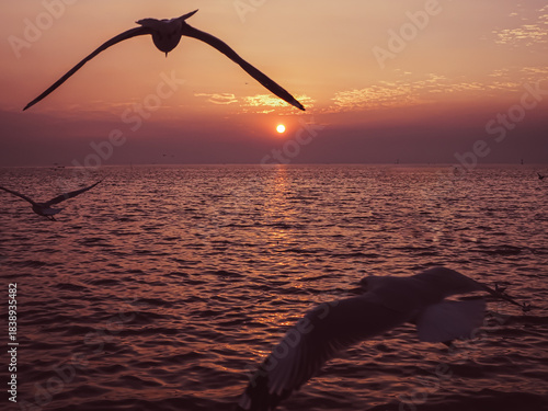 Beautiful Seagulls Flying Over Sea During Sunset