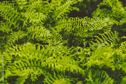 Lush Green Boston Fern Fronds in Natural Sunlight