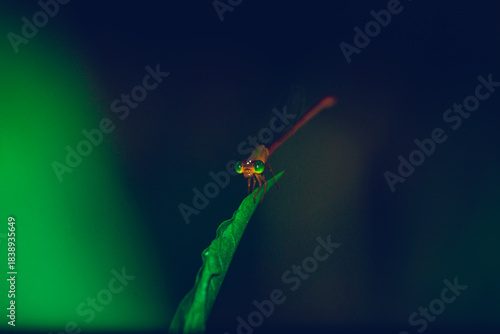 Macro shot of a damselfly with glowing green eyes