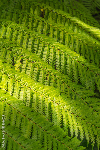 Close-up of vibrant green fern leaves pattern